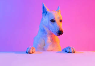 Portrait of purebred dog, White Shepherd isolated over studio background in neon gradient pink light filter. Concept of motion, action, pets love, animal life. Copy space for ad. Looks sweet, happy